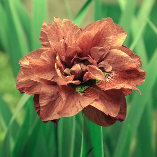 Iris - sibirica Rigamarole